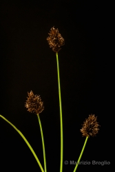 Immagine 5 di 6 - Carex foetida All.