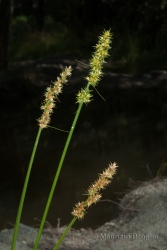 Immagine 1 di 2 - Carex otrubae Podp.