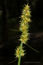 Immagine 2 di 2 - Carex otrubae Podp.