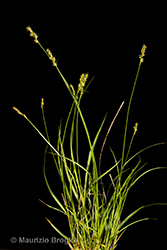 Immagine 1 di 8 - Carex spicata Huds.