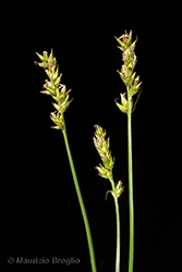 Immagine 3 di 8 - Carex spicata Huds.