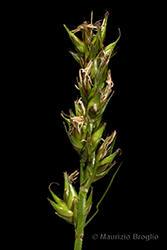 Immagine 4 di 8 - Carex spicata Huds.