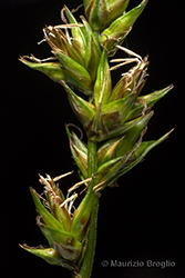 Immagine 5 di 8 - Carex spicata Huds.