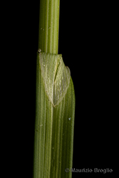 Immagine 6 di 8 - Carex spicata Huds.