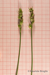 Immagine 7 di 8 - Carex spicata Huds.