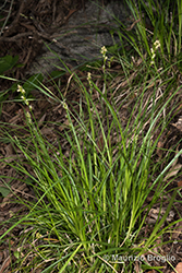 Immagine 1 di 15 - Carex divulsa Stokes