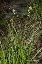 Immagine 2 di 15 - Carex divulsa Stokes