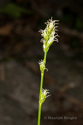 Immagine 3 di 15 - Carex divulsa Stokes