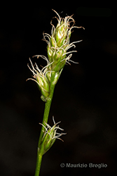 Immagine 4 di 15 - Carex divulsa Stokes