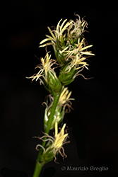 Immagine 5 di 15 - Carex divulsa Stokes