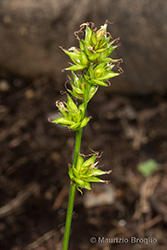 Immagine 6 di 15 - Carex divulsa Stokes