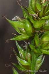 Immagine 7 di 15 - Carex divulsa Stokes