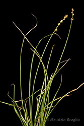 Immagine 9 di 15 - Carex divulsa Stokes