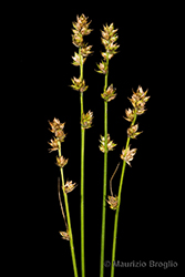 Immagine 10 di 15 - Carex divulsa Stokes