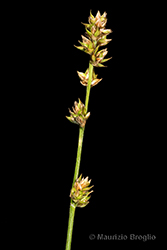 Immagine 11 di 15 - Carex divulsa Stokes