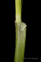 Immagine 12 di 15 - Carex divulsa Stokes