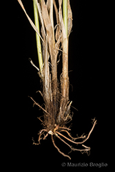 Immagine 13 di 15 - Carex divulsa Stokes