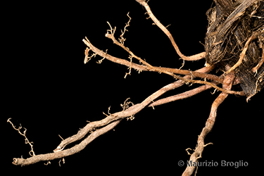 Immagine 14 di 15 - Carex divulsa Stokes
