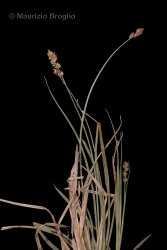 Immagine 1 di 2 - Carex pairae F.W. Schultz