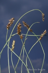 Immagine 1 di 2 - Carex diandra Schrank