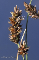 Immagine 2 di 2 - Carex diandra Schrank