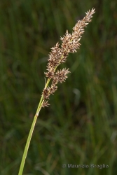 Immagine 1 di 3 - Carex paniculata L.