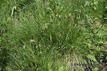 Immagine 2 di 3 - Carex paniculata L.
