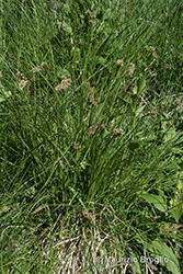Immagine 3 di 3 - Carex paniculata L.