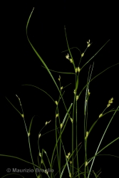Immagine 1 di 4 - Carex remota L.