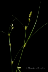 Immagine 2 di 4 - Carex remota L.