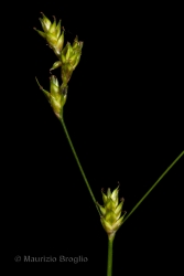 Immagine 4 di 4 - Carex remota L.