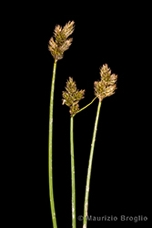 Immagine 1 di 4 - Carex leporina L.