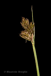 Immagine 2 di 4 - Carex leporina L.