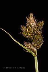 Immagine 3 di 4 - Carex leporina L.