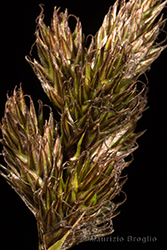 Immagine 4 di 4 - Carex leporina L.