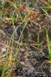 Immagine 1 di 4 - Carex echinata Murray