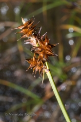 Immagine 2 di 4 - Carex echinata Murray
