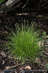 Immagine 3 di 4 - Carex echinata Murray