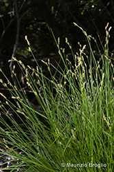 Immagine 4 di 4 - Carex echinata Murray