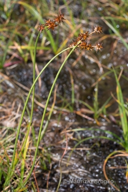 Carex echinata Murray