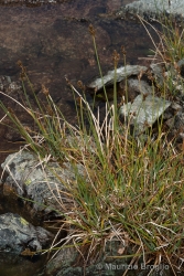 Immagine 1 di 5 - Carex lachenalii Schkuhr