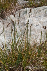 Immagine 2 di 5 - Carex lachenalii Schkuhr