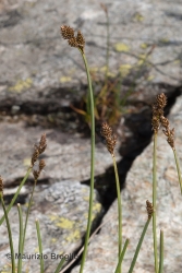 Immagine 3 di 5 - Carex lachenalii Schkuhr