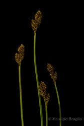 Immagine 4 di 5 - Carex lachenalii Schkuhr