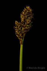 Immagine 5 di 5 - Carex lachenalii Schkuhr