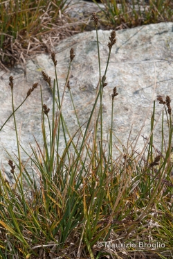 Carex lachenalii Schkuhr