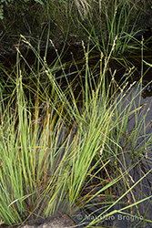 Immagine 1 di 6 - Carex canescens L.