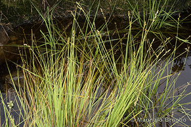 Immagine 2 di 6 - Carex canescens L.