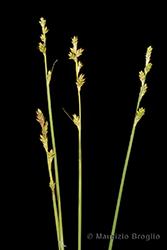 Immagine 3 di 6 - Carex canescens L.