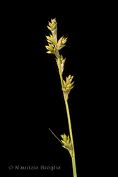 Immagine 4 di 6 - Carex canescens L.